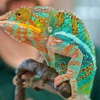 Backstage Pass: RepTopia