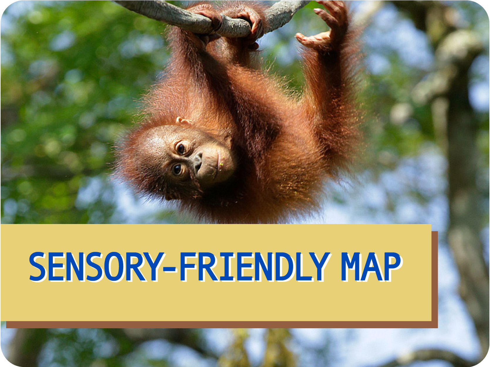 picture of baby orangutan climbing a vine