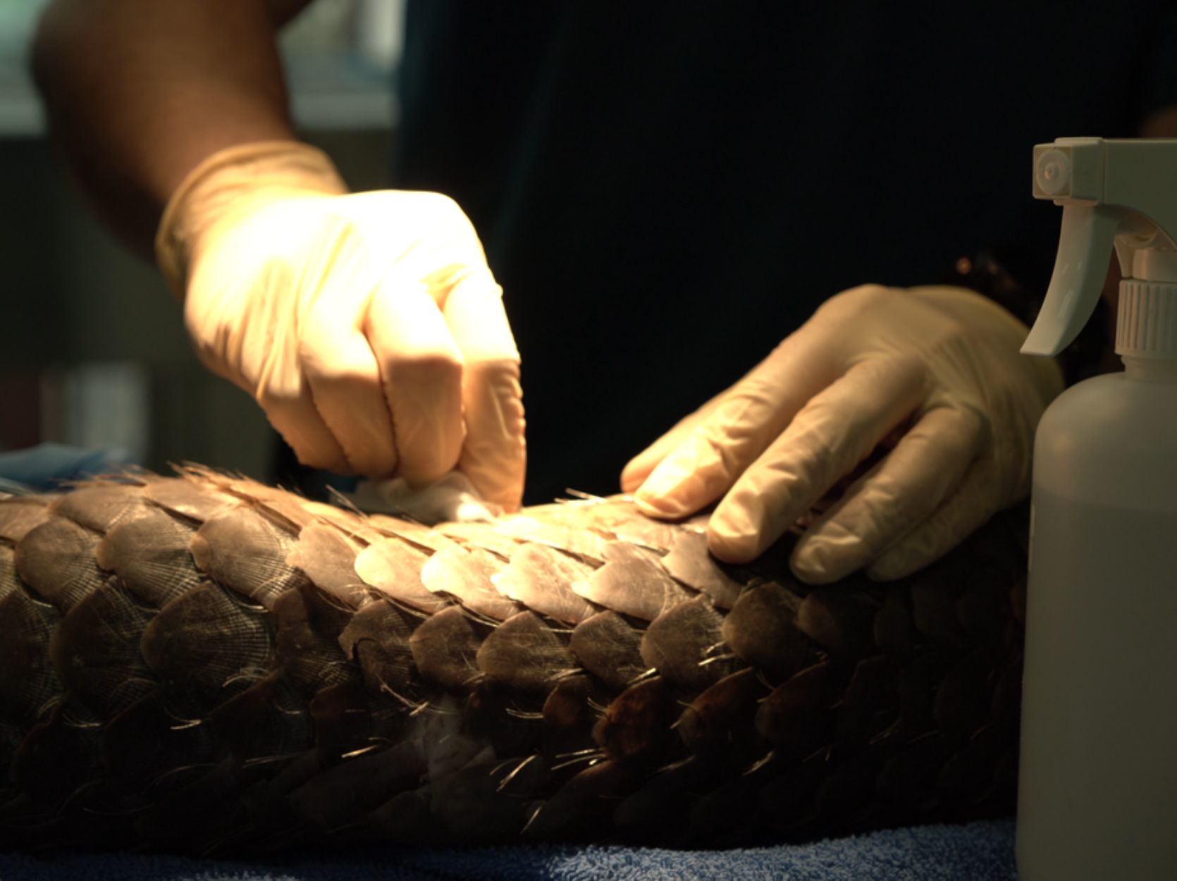 Treating a pangolin's scales