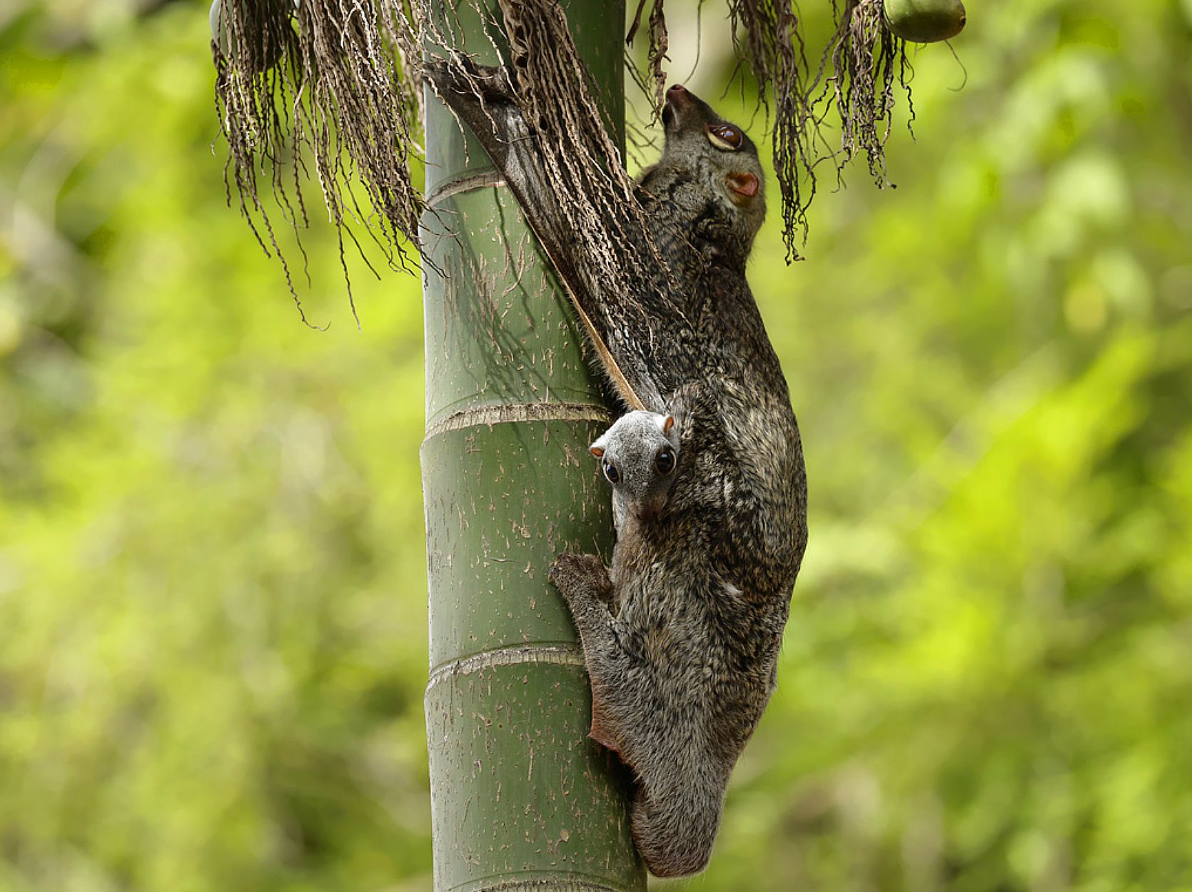 Immersion In Nature And Conservation