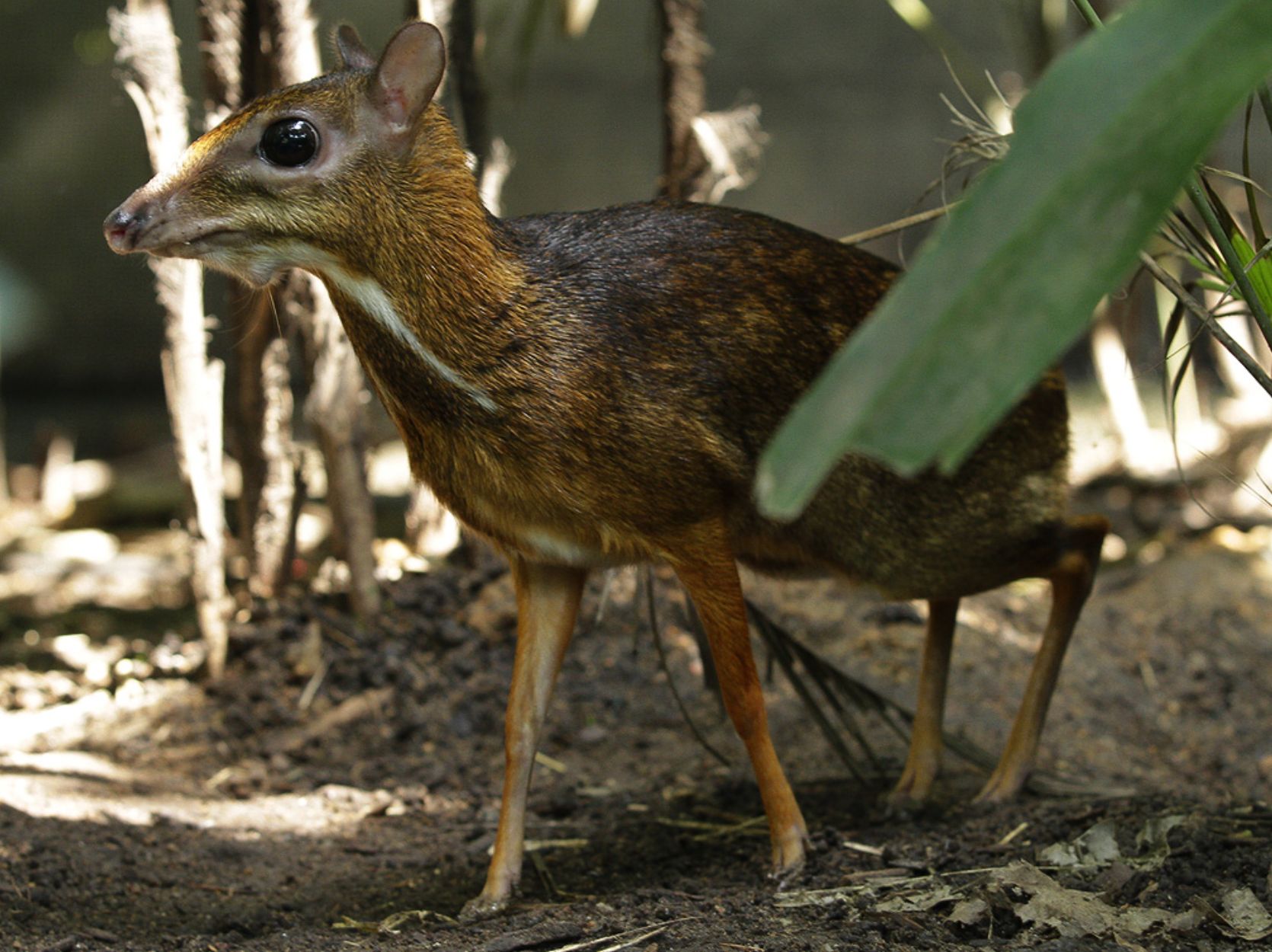Immersion In Nature And Conservation