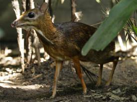 Immersion In Nature And Conservation