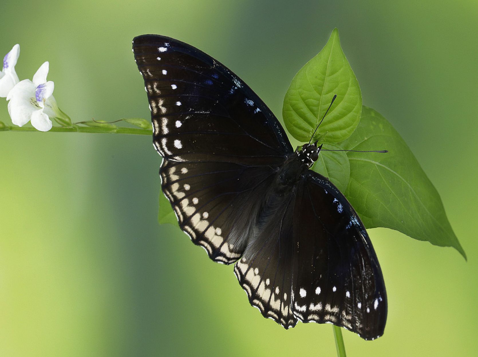 A butterfly on a green leaf