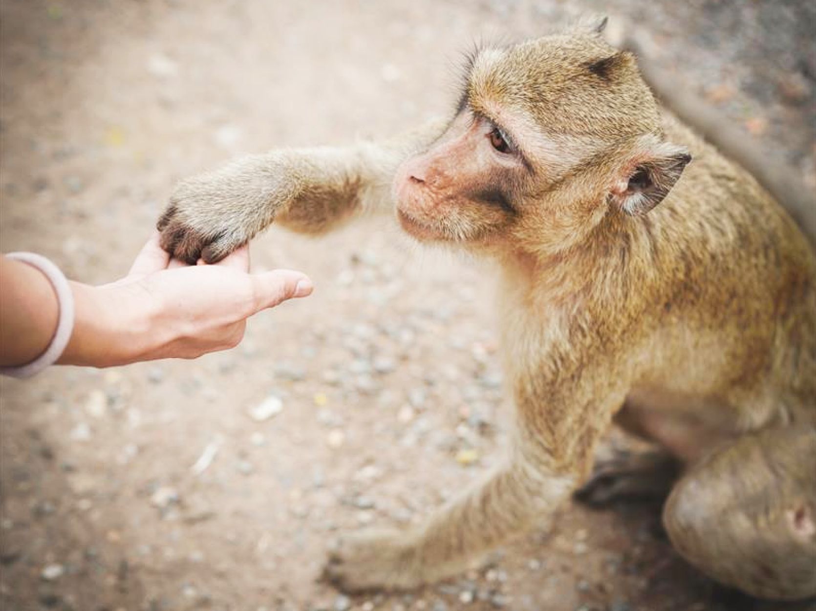 A monkey interacting with a human hand