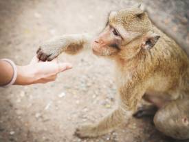 Negative Animal-human Interactions