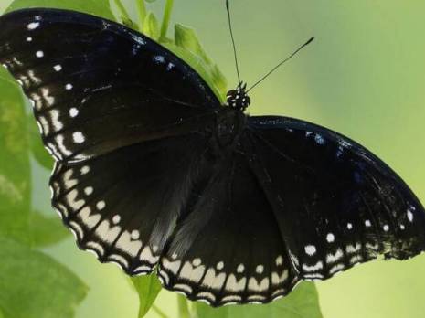 butterfly on leaf