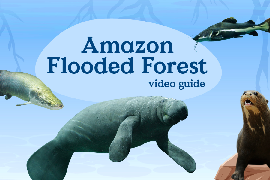 Video Guide - Amazon Flooded Forest