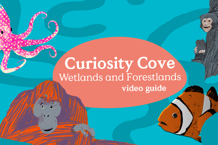 Video Guide: Curiosity Cove – Wetlands and Forestlands
