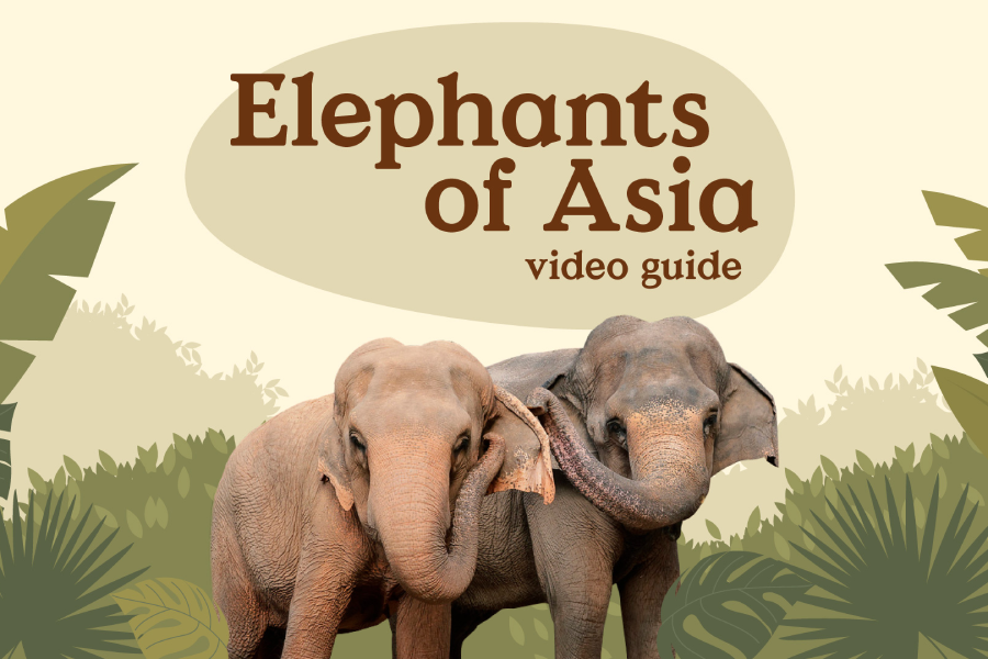 Video Guide - Elephants of Asia