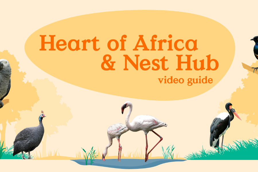Video Guide - Heart of Africa