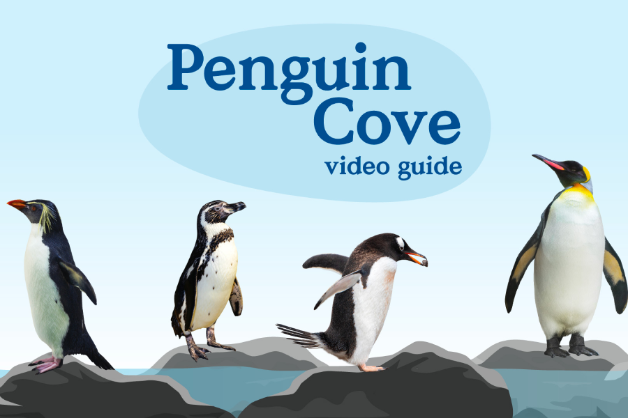 Video Guide - Penguin Cove