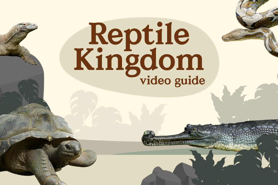 Video Guide - Reptile Kingdom