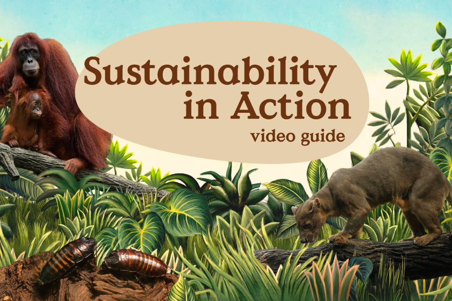 Video Guide - Sustainability in Action (Orangutan Island, Fragile Forest, Fossa Exhibit)