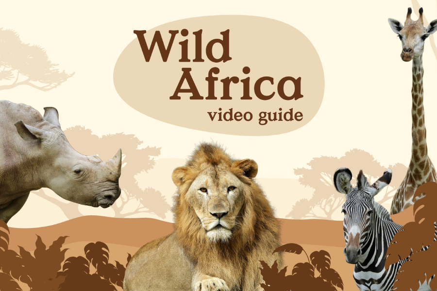 Video Guide - Wild Africa