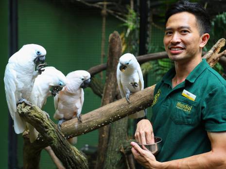 keeper with cockatoos