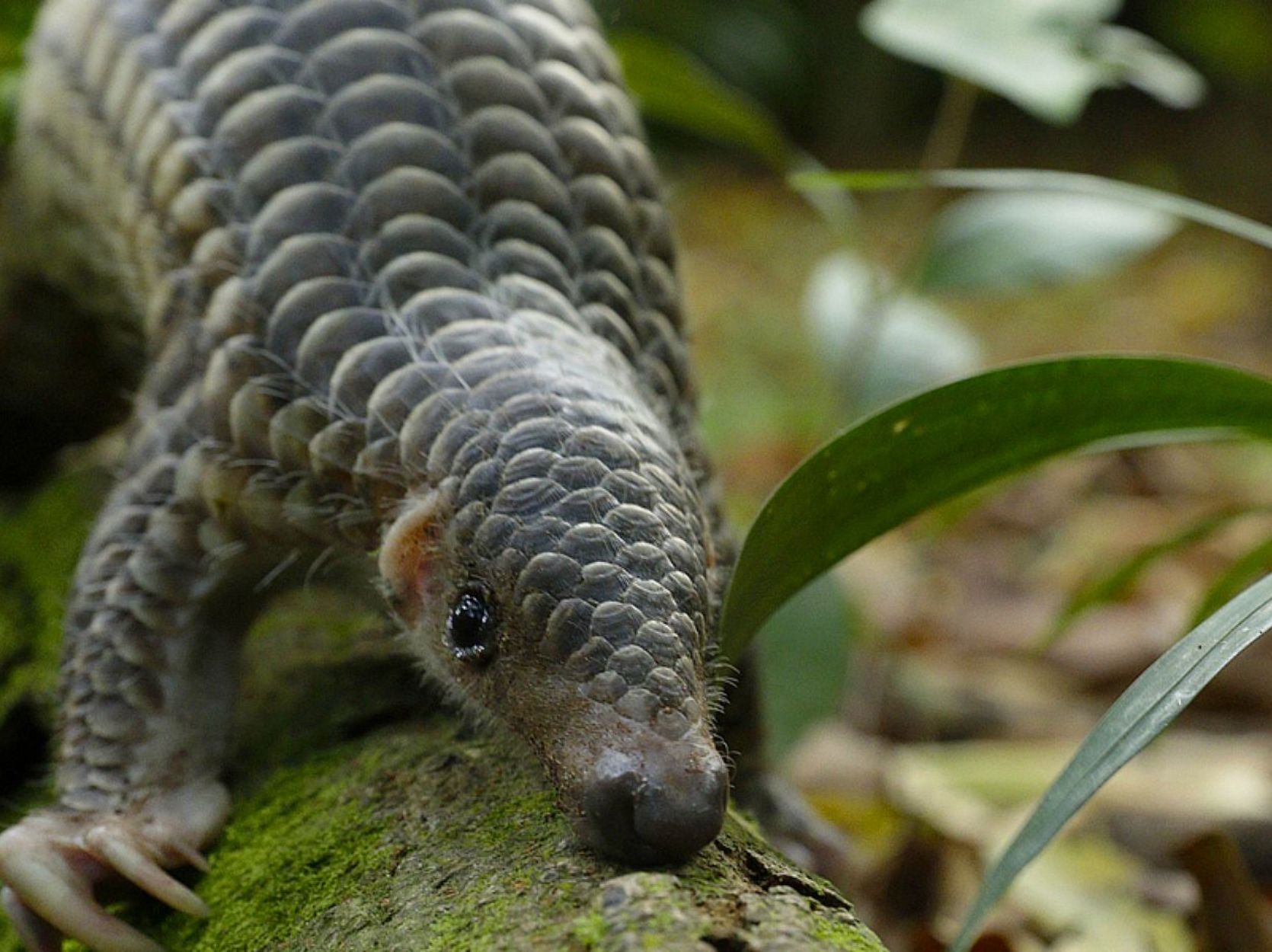Baby Pangolin on a log