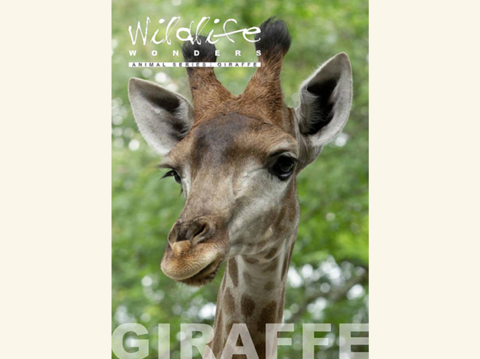 All About Giraffes