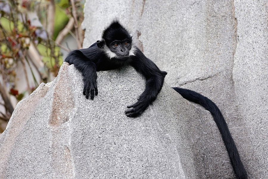 An Adventure with Langur and Friends