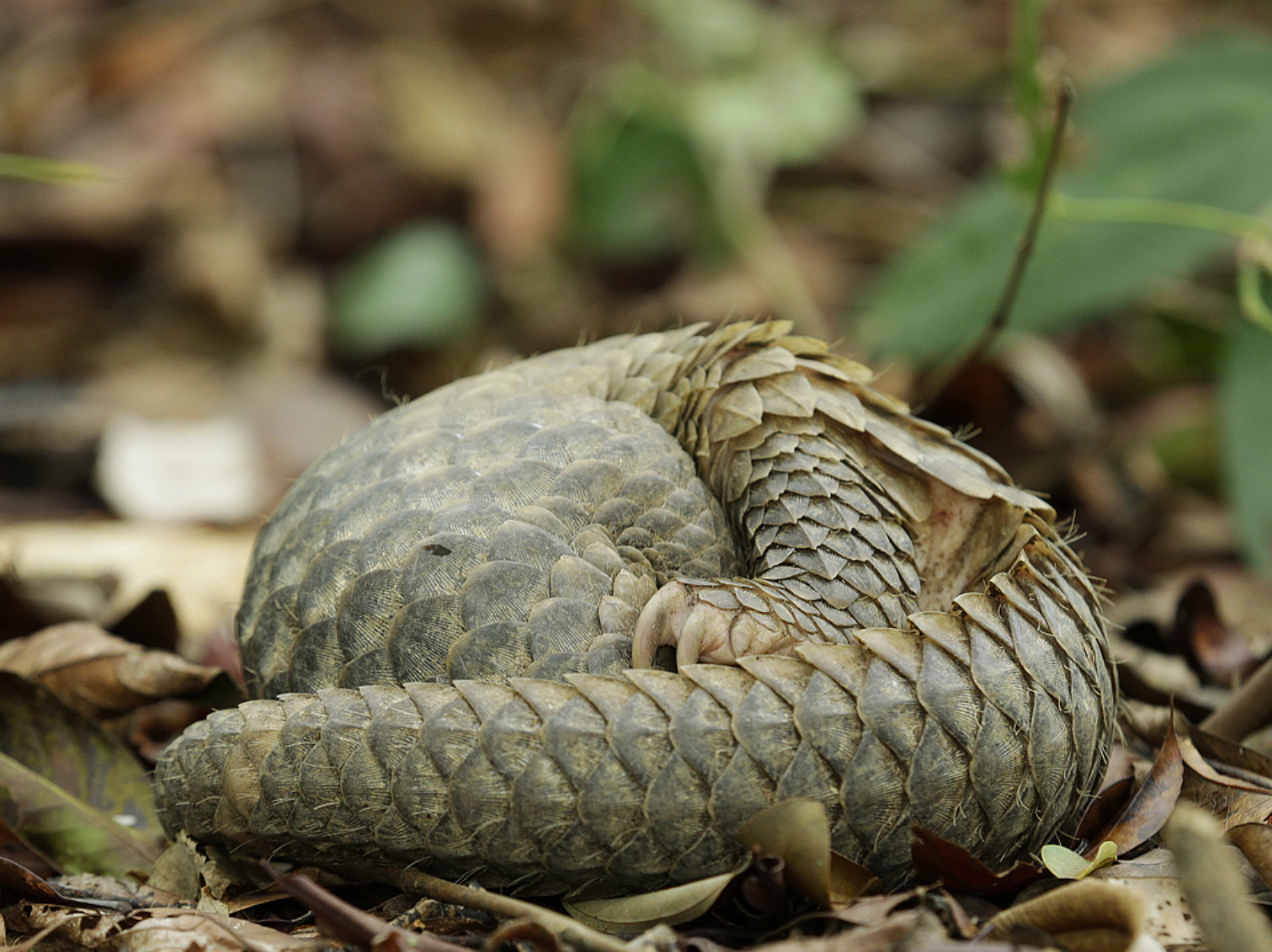 Pangolin curled up into a ball on the forest floor
