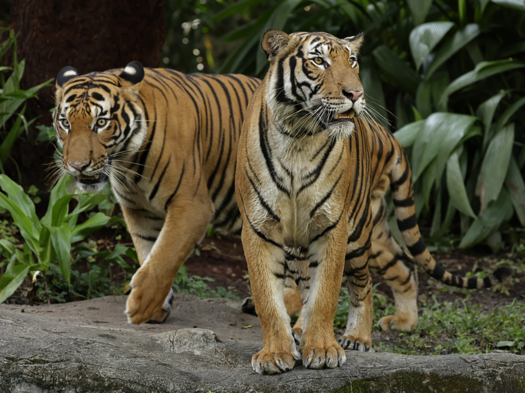 a pair of Malayan tigers