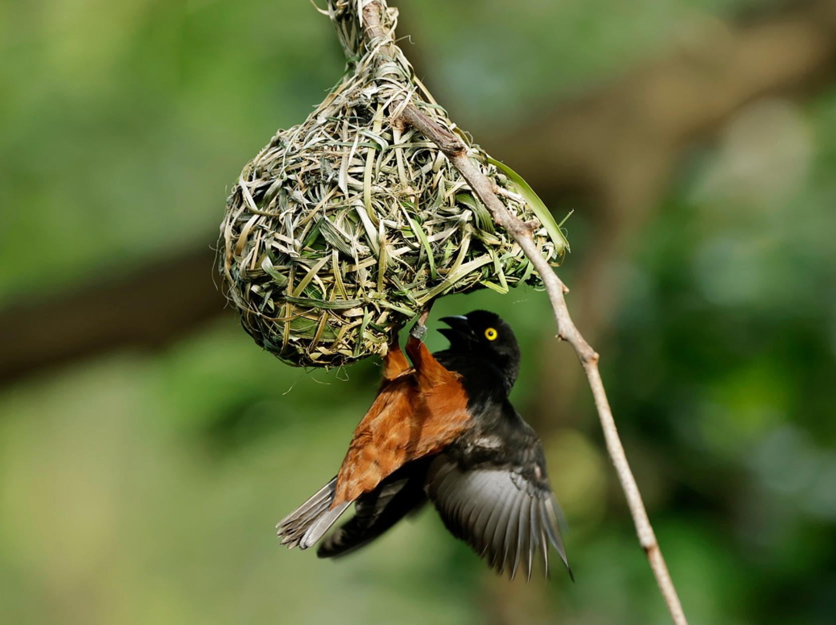 Bird building a nest