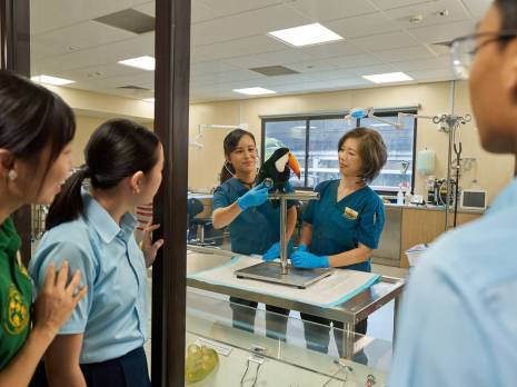 students watching vet in action