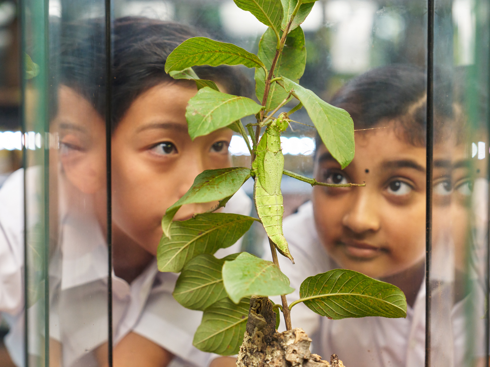 Students looking through a glass enclosure
