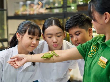 students looking curiously at the leaf insect