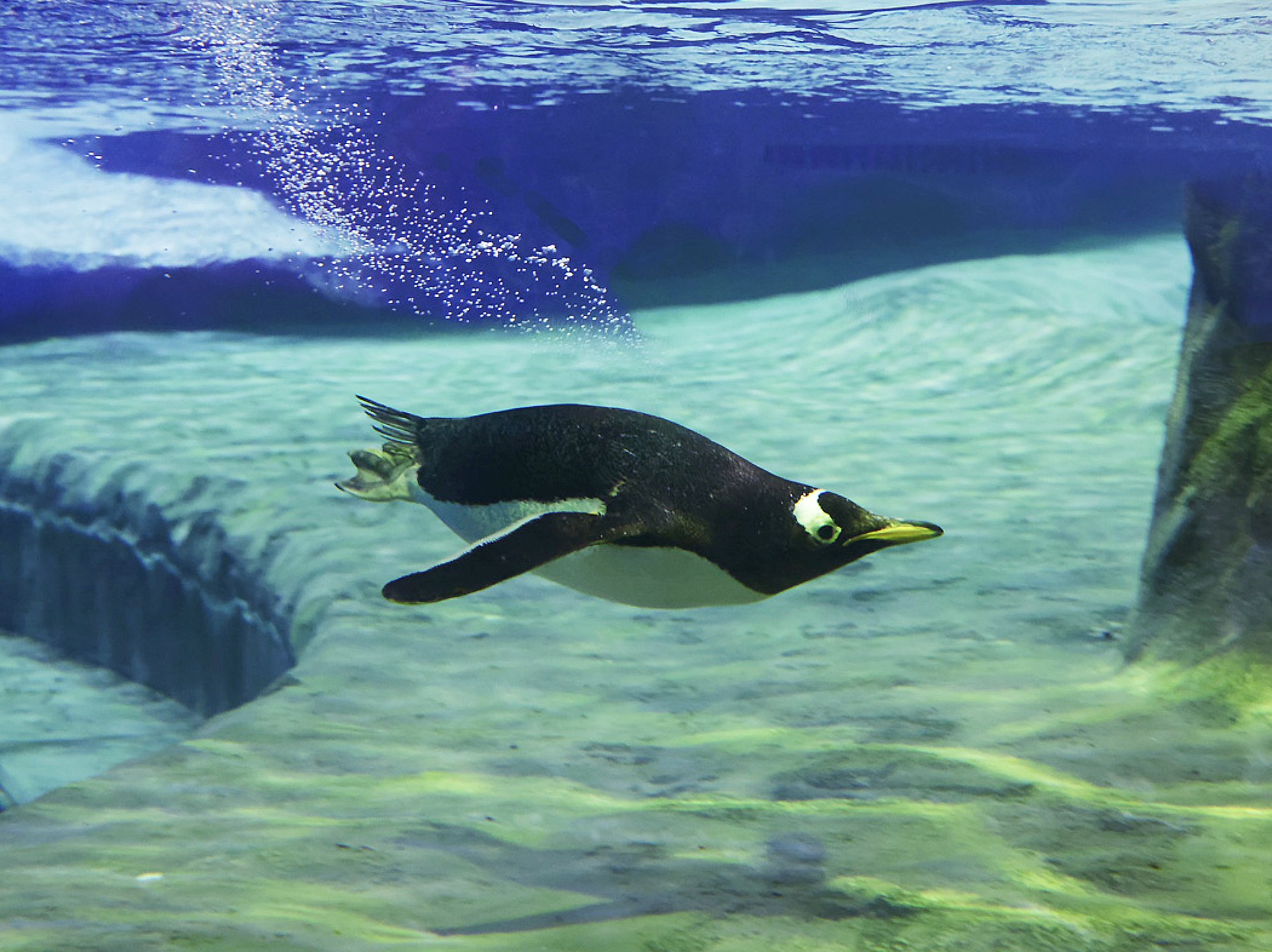 Penguin swimming underwater