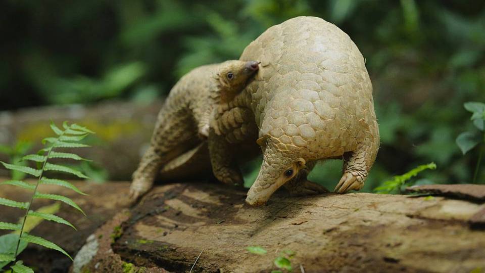 Animals We Love: Pangolin