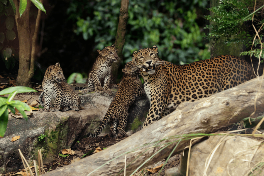 Baby Leopard
