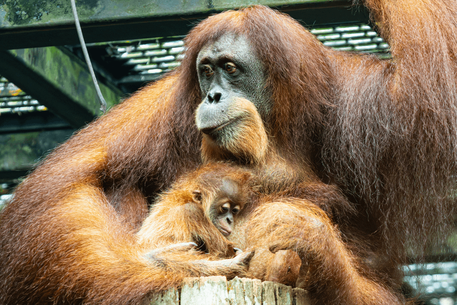 Baby Orangutans