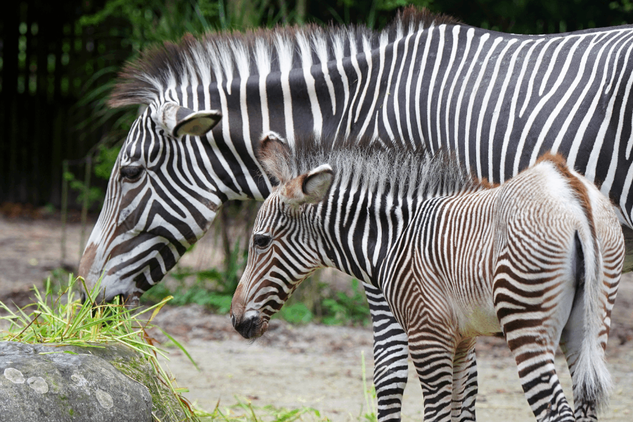 Baby Zebra
