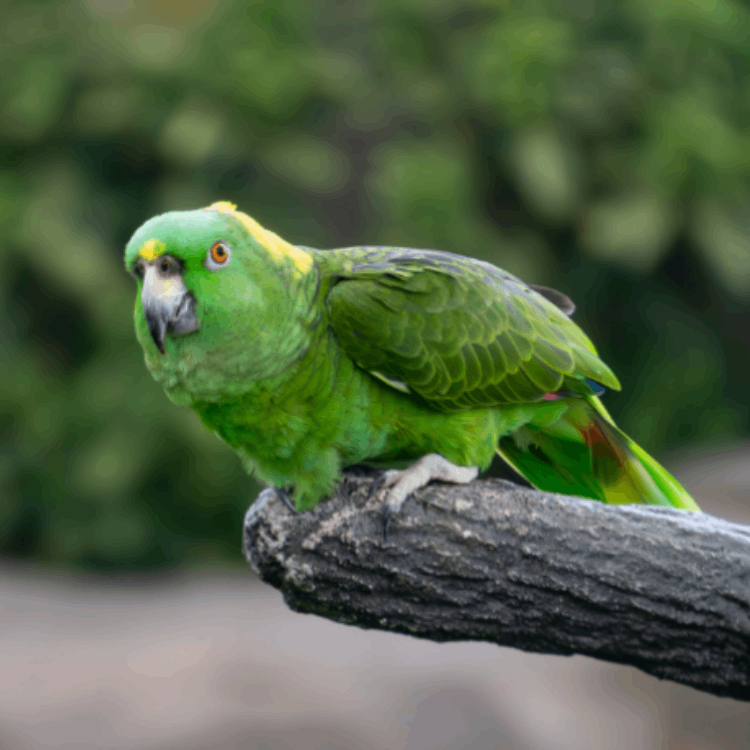 Yellow-Naped Amazon
