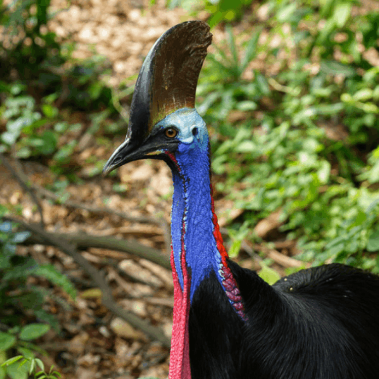 Southern Cassowary