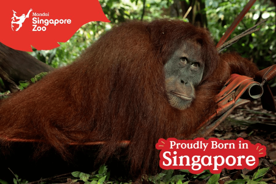 This is a picture of Ah Meng, the Orangutan