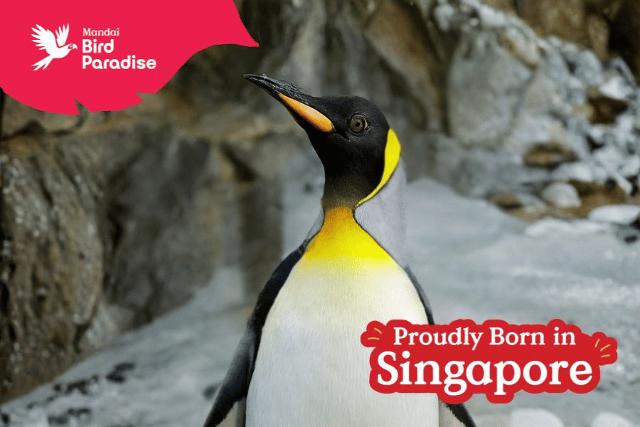This is a picture of Arlo, the King Penguin