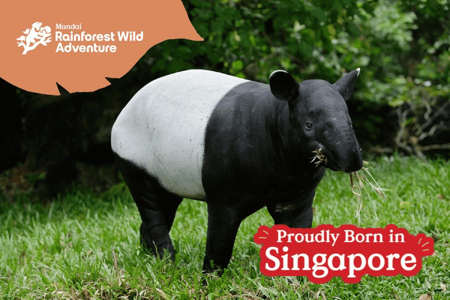 This is a picture of Bayu, the Malayan Tapir