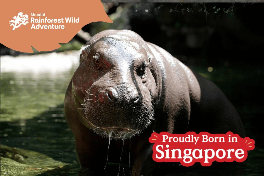 This is a picture of Miata, the Pygmy Hippo