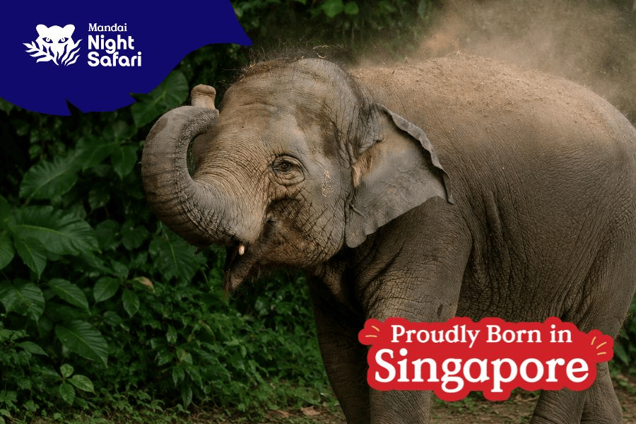 This is a picture of Neha, the Asian Elephant