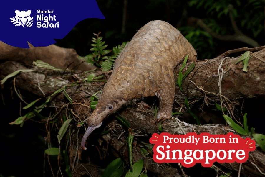 This is a picture of Radin, the Sunda Pangolin