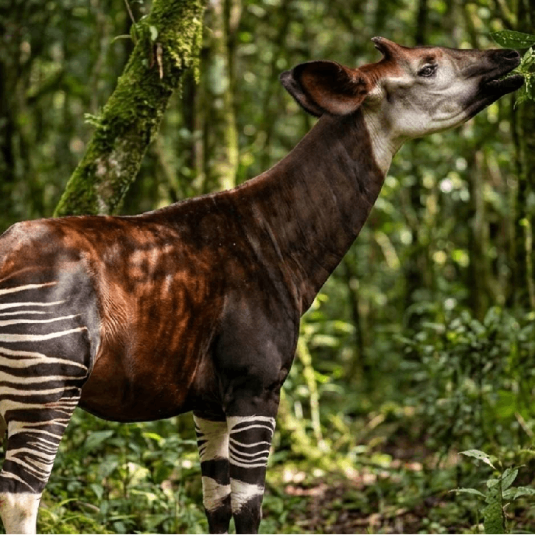 Okapi