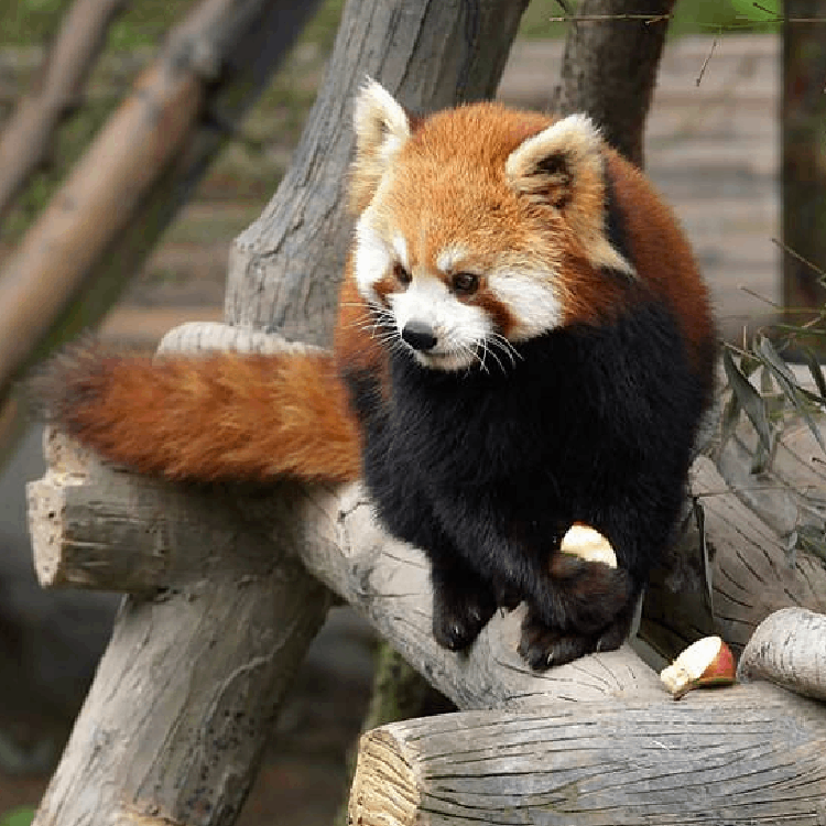 Red Panda