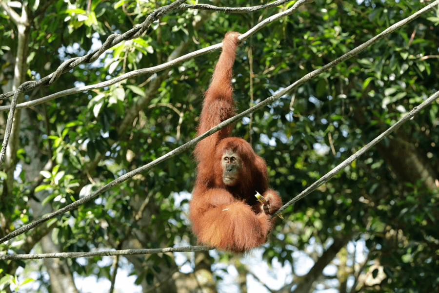 Photo of Ah Meng hanging on the vines mid-air