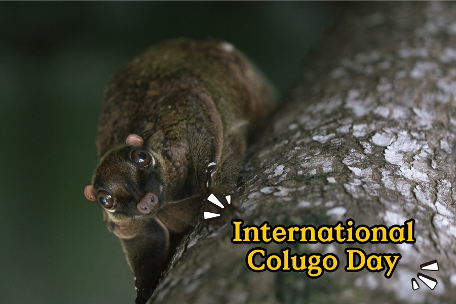 Colugo Discovery Booth