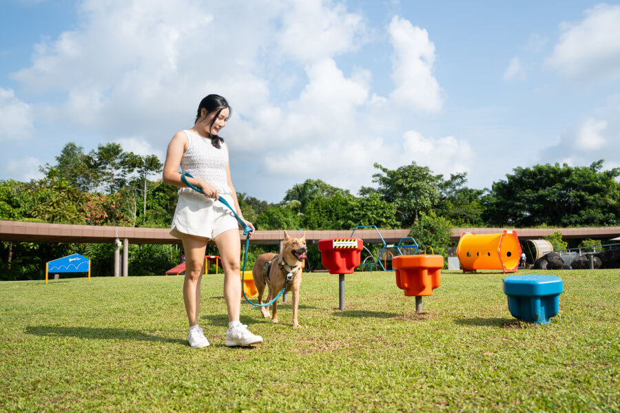 Dog Playground