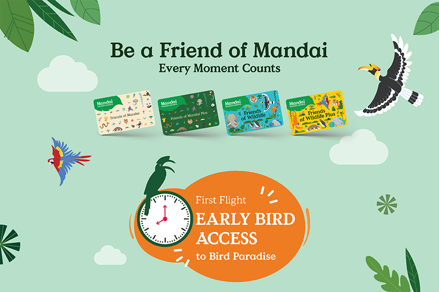 First Flight: Early Bird Access