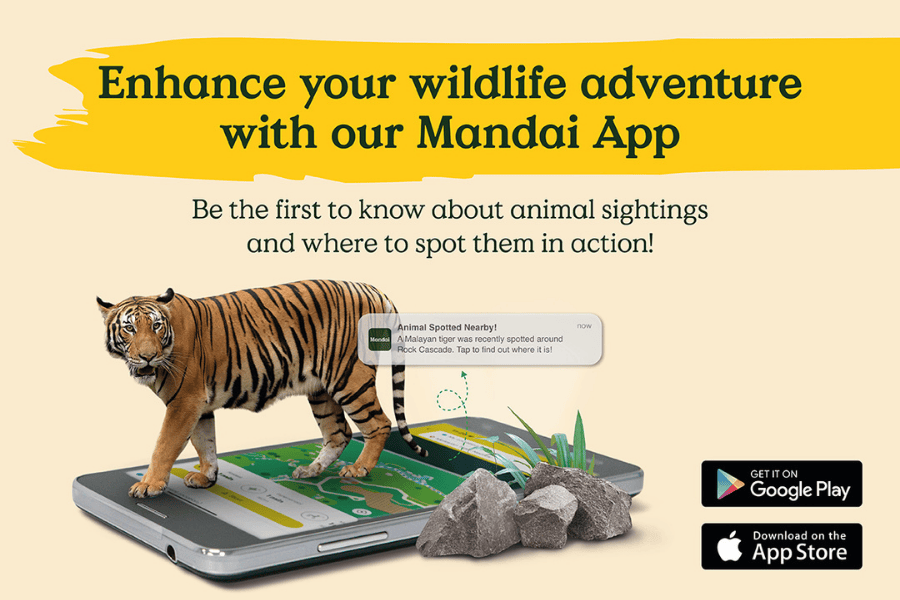Enhance Your Wildlife Adventure with our Mandai App!