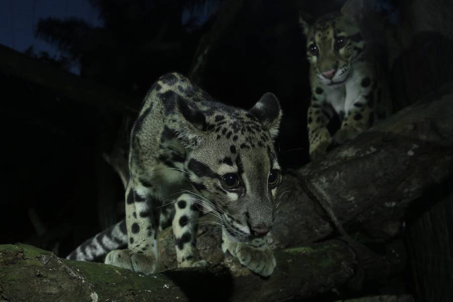 Leopard Trail