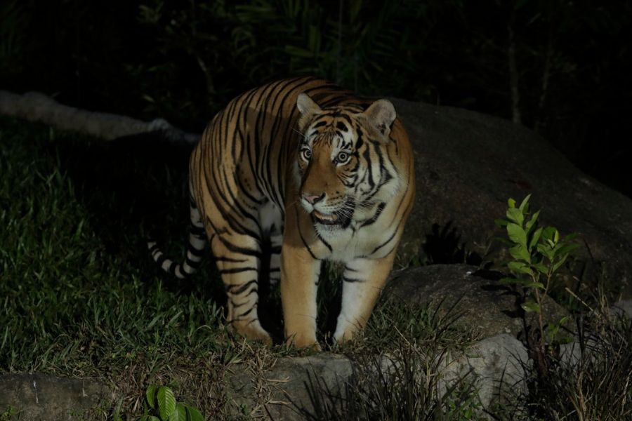 Tiger Trail